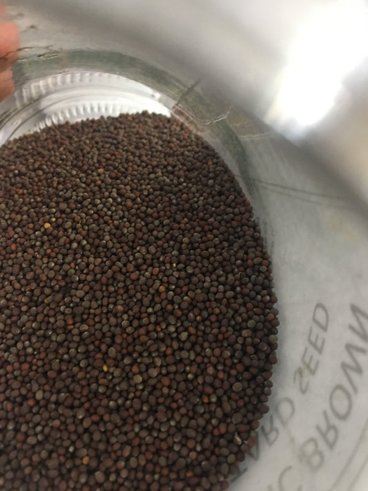 Organic Mustard Seed Brown